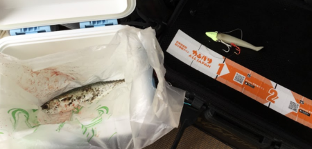 ワインドに鯖がHIT